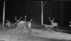 2025-02-18 20_09_34-Hirvekaamera_ (Cervus elaphus) - YouTube - Maxthon.png