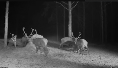 2025-02-18 20_09_27-Hirvekaamera_ (Cervus elaphus) - YouTube - Maxthon.png