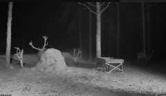 2025-02-18 20_09_21-Hirvekaamera_ (Cervus elaphus) - YouTube - Maxthon.png