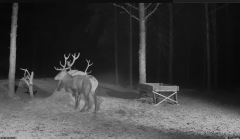 2025-02-18 20_08_54-Hirvekaamera_ (Cervus elaphus) - YouTube - Maxthon.png