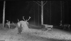 2025-02-18 20_08_40-Hirvekaamera_ (Cervus elaphus) - YouTube - Maxthon.png