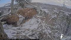 2025-02-18 20_15_42-Jūras ērgļi (Haliaeetus albicilla) Durbē - LDF tiešraide - YouTube - Maxthon.png