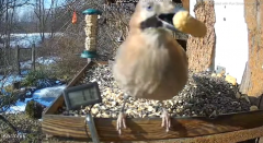 2025-02-18 21_45_19-20250218_213811.mp4.png