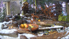2025-02-18 22_10_56-Mandragora Park – karmnik na żywo - YouTube - Maxthon.png