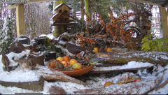 2025-02-18 22_10_41-Mandragora Park – karmnik na żywo - YouTube - Maxthon.png