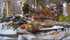2025-02-18 22_10_27-Mandragora Park – karmnik na żywo - YouTube - Maxthon.png