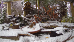 2025-02-18 22_09_55-Mandragora Park – karmnik na żywo - YouTube - Maxthon.png