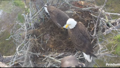 2025-02-25 22_54_04-Southwest Florida Eagle Cam - YouTube - Maxthon.png