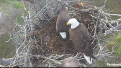 2025-02-25 22_54_14-Southwest Florida Eagle Cam - YouTube - Maxthon.png