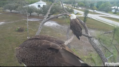 2025-02-25 22_54_20-Southwest Florida Eagle Cam - YouTube - Maxthon.png