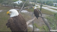 2025-02-25 22_54_34-Southwest Florida Eagle Cam - YouTube - Maxthon.png