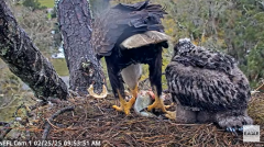2025-02-25 22_59_22-NEFL Cam 1 - Live Bald Eagle Cam - YouTube - Maxthon.png