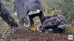 2025-02-25 22_59_35-NEFL Cam 1 - Live Bald Eagle Cam - YouTube - Maxthon.png