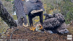 2025-02-25 22_59_41-NEFL Cam 1 - Live Bald Eagle Cam - YouTube - Maxthon.png