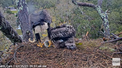2025-02-25 23_00_04-NEFL Cam 1 - Live Bald Eagle Cam - YouTube - Maxthon.png