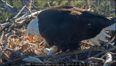 2025-02-25 23_04_41-Big Bear Bald Eagle Live Nest - Cam 1 - YouTube - Maxthon.png