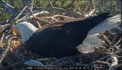 2025-02-25 23_04_59-Big Bear Bald Eagle Live Nest - Cam 1 - YouTube - Maxthon.png