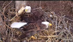 2025-02-28 19_37_18-Decorah Eagles - North Nest - 4k powered by EXPLORE.org - YouTube - Maxthon.png