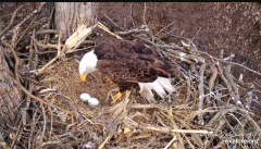 2025-02-28 19_37_27-Decorah Eagles - North Nest - 4k powered by EXPLORE.org - YouTube - Maxthon.png