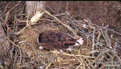 2025-02-28 19_37_35-Decorah Eagles - North Nest - 4k powered by EXPLORE.org - YouTube - Maxthon.png