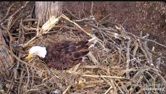 2025-02-28 19_37_45-Decorah Eagles - North Nest - 4k powered by EXPLORE.org - YouTube - Maxthon.png