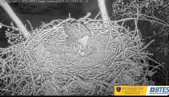 2025-02-28 19_57_15-Bluff City Cam 1_ ETSU_BTES Eagle Camera - YouTube - Maxthon.png