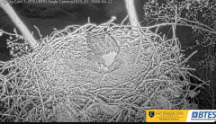 2025-02-28 19_57_21-Bluff City Cam 1_ ETSU_BTES Eagle Camera - YouTube - Maxthon.png