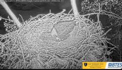 2025-02-28 19_57_33-Bluff City Cam 1_ ETSU_BTES Eagle Camera - YouTube - Maxthon.png