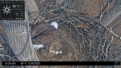 2025-02-28 20_12_56-Port Tobacco Eagle Cam - YouTube - Maxthon.png
