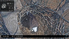 2025-02-28 20_13_33-Port Tobacco Eagle Cam - YouTube - Maxthon.png