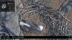 2025-02-28 20_13_39-Port Tobacco Eagle Cam - YouTube - Maxthon.png