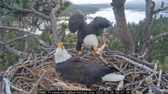 2025-02-28 20_39_21-Big Bear Bald Eagle Live Nest - Cam 1 - YouTube - Maxthon.png