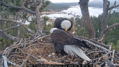 2025-02-28 20_39_55-Big Bear Bald Eagle Live Nest - Cam 1 - YouTube - Maxthon.png