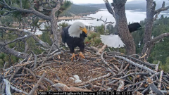 2025-02-28 20_40_19-Big Bear Bald Eagle Live Nest - Cam 1 - YouTube - Maxthon.png