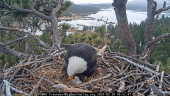 2025-02-28 20_40_31-Big Bear Bald Eagle Live Nest - Cam 1 - YouTube - Maxthon.png