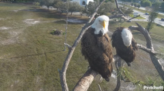2025-02-28 20_49_36-Southwest Florida Eagle Cam - YouTube - Maxthon.png
