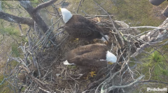 2025-02-28 20_49_53-Southwest Florida Eagle Cam - YouTube - Maxthon.png
