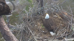 2025-02-28 20_50_09-Southwest Florida Eagle Cam - YouTube - Maxthon.png