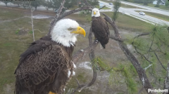 2025-02-28 20_52_54-Southwest Florida Eagle Cam - YouTube - Maxthon.png