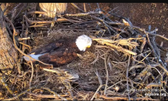 2025-03-02 21_31_26-Decorah Eagles - North Nest - 4k powered by EXPLORE.org - YouTube - Maxthon.png