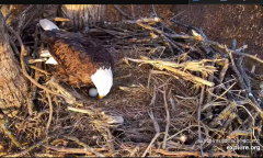 2025-03-02 21_31_41-Decorah Eagles - North Nest - 4k powered by EXPLORE.org - YouTube - Maxthon.png