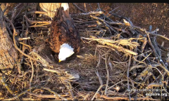 2025-03-02 21_31_53-Decorah Eagles - North Nest - 4k powered by EXPLORE.org - YouTube - Maxthon.png