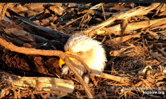2025-03-02 21_32_00-Decorah Eagles - North Nest - 4k powered by EXPLORE.org - YouTube - Maxthon.png