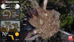 2025-03-02 21_36_36-Southwest Central Florida Eagle Cam #baldeagle #fledgling #livestream - YouTube .png