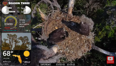 2025-03-02 21_37_10-Southwest Central Florida Eagle Cam #baldeagle #fledgling #livestream - YouTube .png