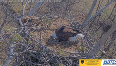 2025-03-02 21_47_44-Bluff City Cam2_ ETSU_BTES Eagle Camera - YouTube - Maxthon.png