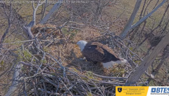 2025-03-02 21_48_13-Bluff City Cam2_ ETSU_BTES Eagle Camera - YouTube - Maxthon.png
