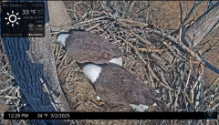 2025-03-02 21_53_25-Port Tobacco Eagle Cam - YouTube - Maxthon.png