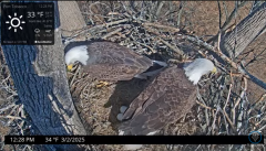 2025-03-02 21_53_34-Port Tobacco Eagle Cam - YouTube - Maxthon.png