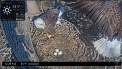2025-03-02 21_53_38-Port Tobacco Eagle Cam - YouTube - Maxthon.png